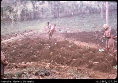 Preparing gardens, Asaro Valley