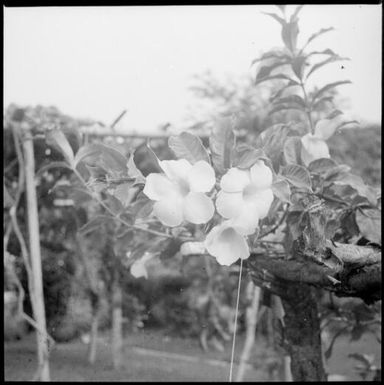 Three flowers in a garden, Rabaul, New Guinea, ca. 1936 / Sarah Chinnery