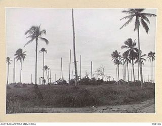 BUNA, NEW GUINEA, 1945-07-03 TO 1945-07-04. STRAFED COCONUT TREES AT THE JAPANESE AIRSTRIP