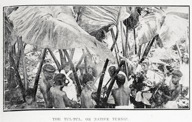The tul-tul, or native turnip of the Gilbert Islands