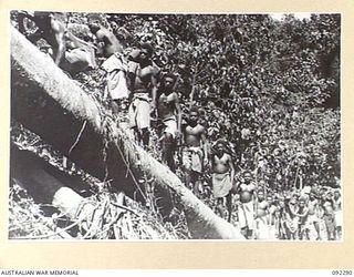 BOUGAINVILLE. 1945-05-17. NATIVES CARRYING LINE, AMMUNITION AND SUPPLIES FOR FORWARD TROOPS OF 57/60 INFANTRY BATTALION, CROSS A FALLEN TREE OVER THE HUDA RIVER, DURING THE BATTALION'S ADVANCE ..