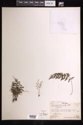 Abrodictyum truncatum
