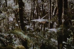 [Moss forest at Salawaket Range, Papua New Guinea]