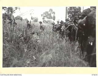 GAMAN, NEW GUINEA. 1944-05-27. TROOPS OF THE 35TH INFANTRY BATTALION MOVING THROUGH KUNAI GRASS DURING THEIR ADVANCE UP THE COAST TOWARDS WEWAK. IDENTIFIED PERSONNEL ARE:- PRIVATE K. MATHEWS (1); ..