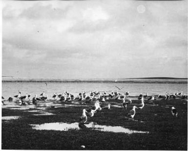 Laysan albatrosses