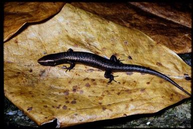 Caledoniscincus aquilonius