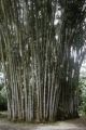 French Polynesia, cluster of bamboo on Tahiti Island