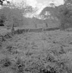 Sapalili'i (Beatham plantation) enclosure, east side.