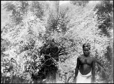 Polian [?] in Chinnery's garden, Malaguna Road, Rabaul, New Guinea, ca. 1935 / Sarah Chinnery