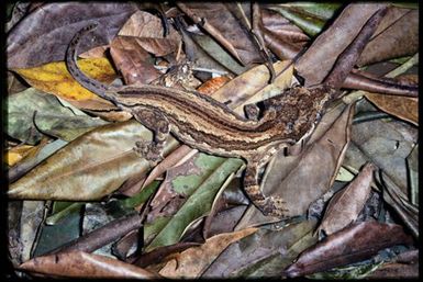 Rhacodactylus auriculatus