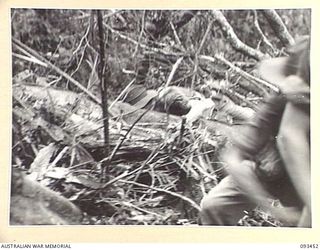 WEWAK AREA, NEW GUINEA, 1945-06-27. TROOPS OF 2/8 INFANTRY BATTALION ADVANCING UP THE SIDE OF THE FEATURE, THE FINAL ASSAULT ON HEAVILY DEFENDED JAPANESE POSITIONS ON MOUNT SHIBURANGU