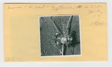 [Erythrina tahitensis in Hawaii, envelope IE25-232]