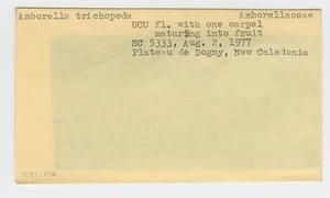 [Amborella trichopoda in New Caledonia, envelope IE41-176]
