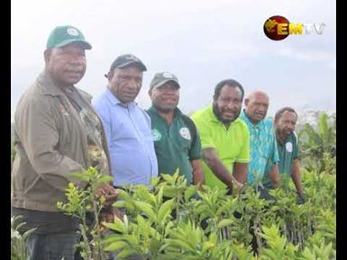 Citrus Farming