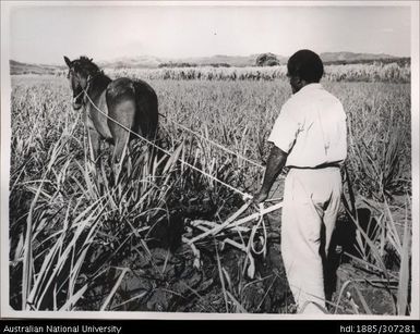 Horse drawn plough