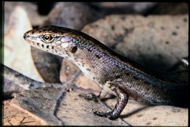 Skink sp.
