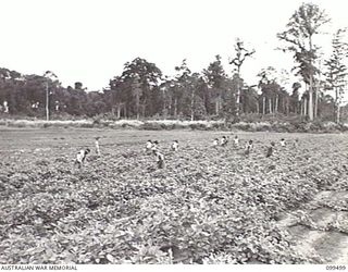 LAE, NEW GUINEA, 1945-12-24. JAPANESE LABOURERS TENDING ONE OF THE BEAN PLOTS OF 4 INDEPENDENT FARM COMPANY