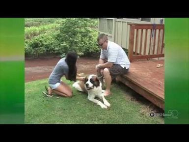 PBS Hawaii - HIKI NŌ Episode 308 | Waialua High & Intermediate School | Armstrong Grows Stronger