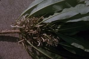 [Unidentified narrow-leaved plant close-up in Wiliwilinui Ridge, United States]