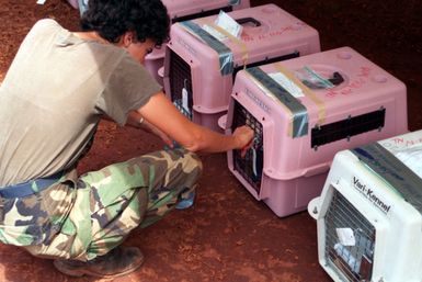 An airman plays with a cat in a carrier, one of many pets in a holding area on base. The animals, pets of military and civilian personnel from bases in the Philippines, are traveling with their owners to the United States as part of Operation Fiery Vigil, an effort to evacuate personnel from Naval Station, Subic Bay and Naval Air Station, Cubi Point in the aftermath of Mount Pinatubo's eruption on June 10th.