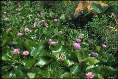 Purple water-lilies