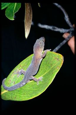 Gecko sp.