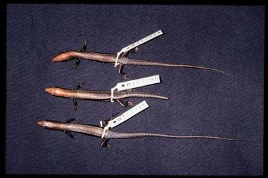 3 specimens (dorsal)