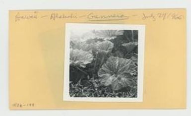 [Gunnera in Hawaii, envelope IE26-188]