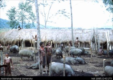 Exhibition of pigs