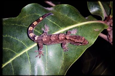 Gecko sp.