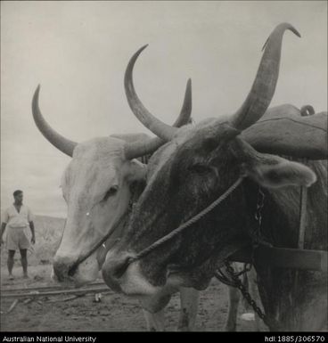 Cattle used to plough and cultivate crops