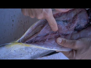 How to extract organs from a Mahi Mahi l Pacific Fish biosampling