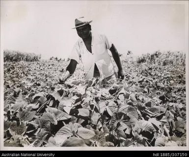 Farmer with crop