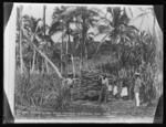 Fijian Sugar Field - Loading the Cane.