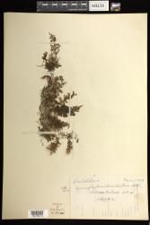 Hymenophyllum dimidiatum