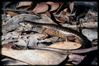 Skink sp.