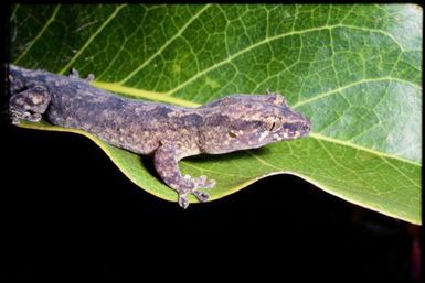 Gecko sp.