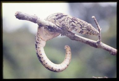 Eurydactylodes vieillardi