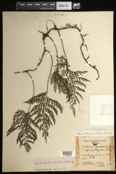 Vandenboschia cyrtotheca