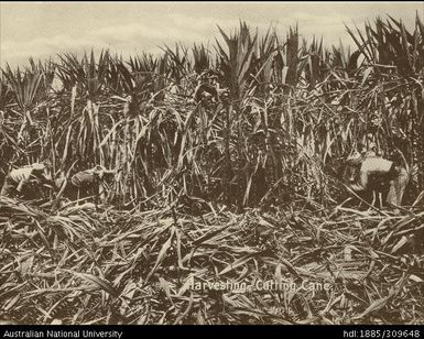 Harvesting cane