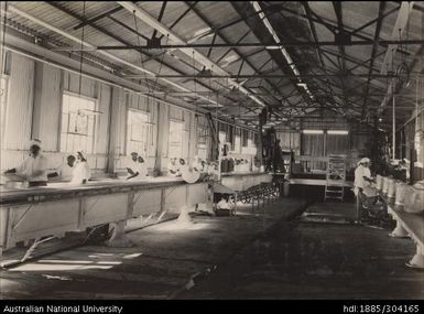 Preparation room showing Gianca machines, Pineapple Cannery