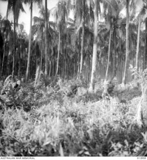 Buna, Papua. 1942-12-28. Australian infantry advance through a coconut plantation near Buna after Australian manned General Stuart tanks had crashed through a chain of heavily fortified, Japanese ..