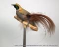 Paradisaea decora Salvin & Godman: PARADISAEIDAE: Goldie's bird-of-paradise