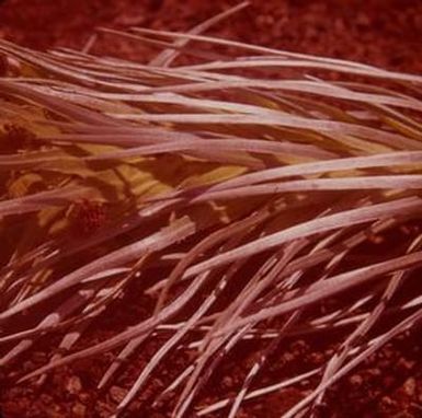 [Argyroxiphium kauense close-up in Kahuku, United States]