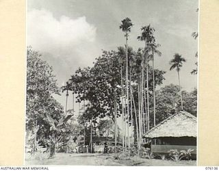 LAE, NEW GUINEA. 1944-09-12. HEADQUARTERS NEW GUINEA FORCE. THE HUT OF THE BRIGADIER, GENERAL STAFF IS PICTURED IN THE RIGHT FOREGROUND