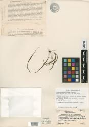 Grammitis hirtiformis