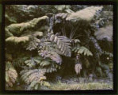 Hawaii and California Box 7 Image 042