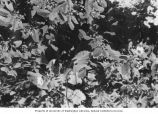 Plants without apparent damage from nuclear blasts growing on Enjebi Island, Enewetak Atoll, summer 1949