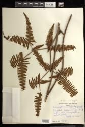 Dicranopteris linearis f. emarginata