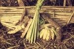 Bananas, taros, sweet potatoes, sugar cane, greens